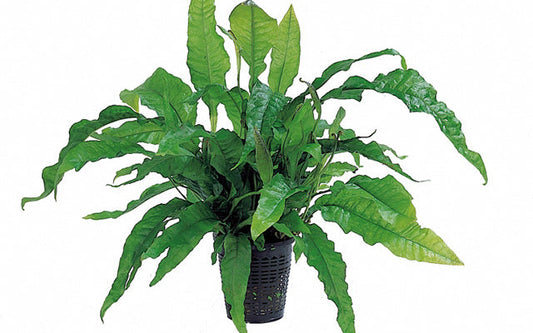 Microsorum pteropus 'Latifolia' - XL