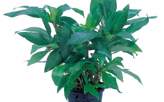 Hygrophila corymbosa 'Siamensis' (XL Topf)
