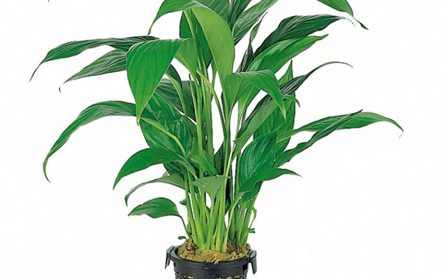 Spathiphyllum wallisii (XL Topf)