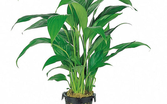 Spathiphyllum wallisii (XL Topf)
