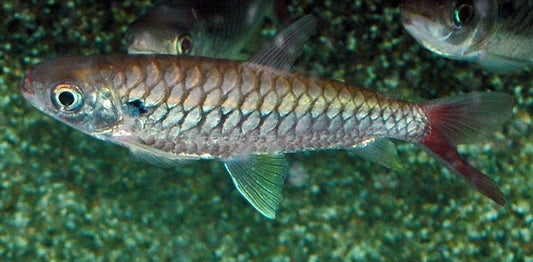 Gelbflossen-Glanzealmler – Chalceus erythrurus S 5–6 cm | Prächtiger Freiwasserfisch
