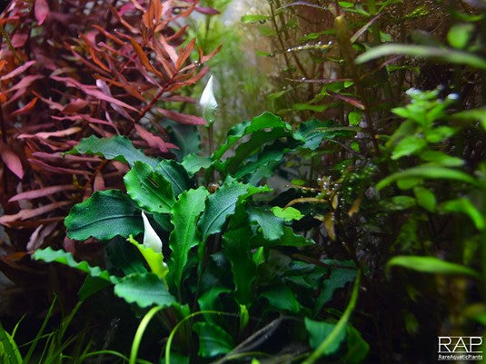 Bucephalandra pygmaea 'Wavy Green' auf Lavastein