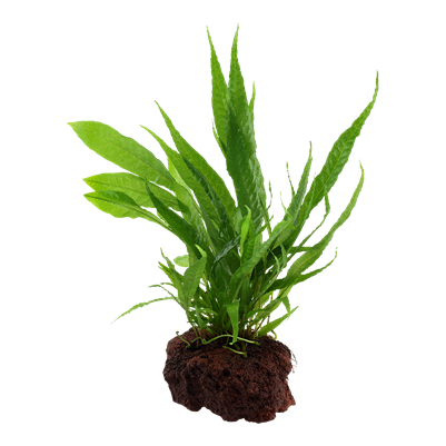 Microsorum pteropus auf Lavastein