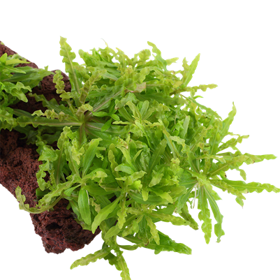 Pogostemon helferi auf Lavastein