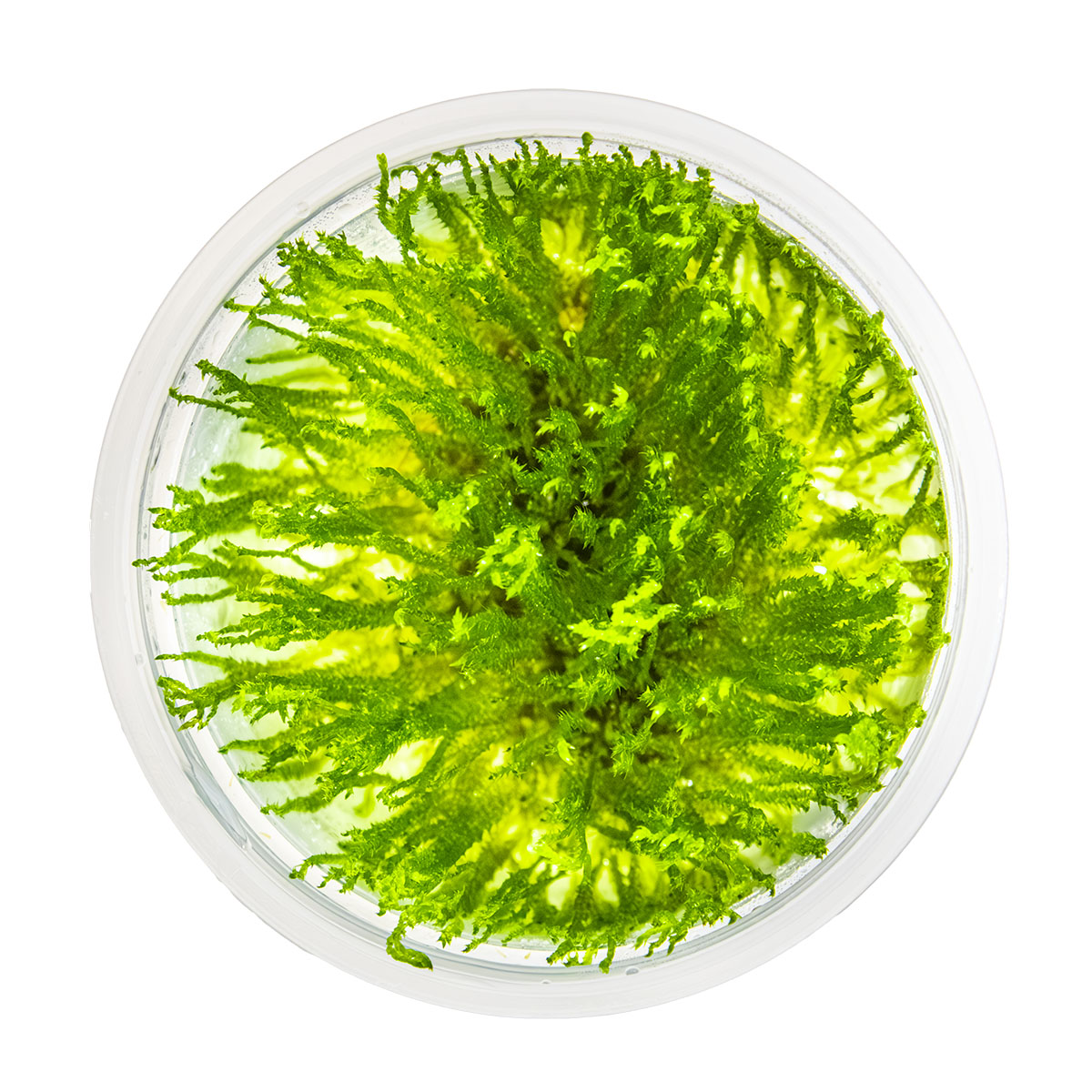 Taxiphyllum sp. 'Spiky Moss'
