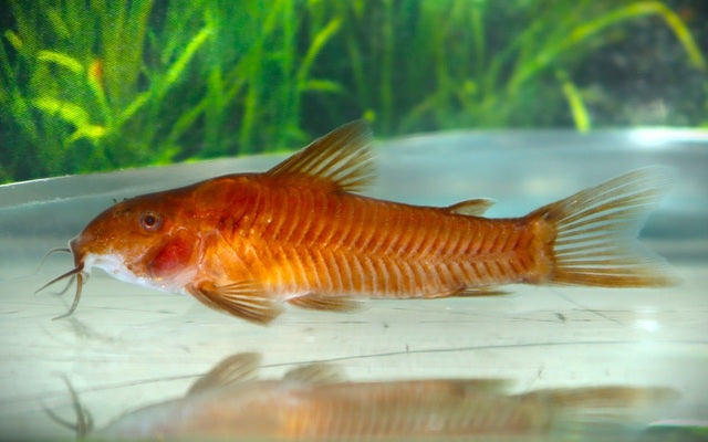 Aspidoraswels C125 Rot – Aspidoras sp. C125 Red