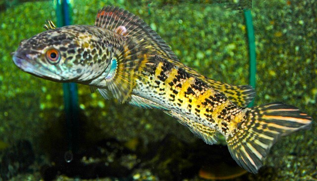 Channa Aurantimaculata