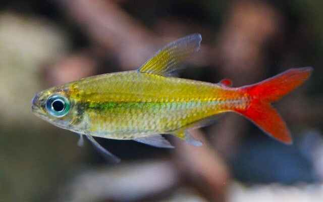 Moenkhausia copei - Südamerikanischer Schwarmfisch