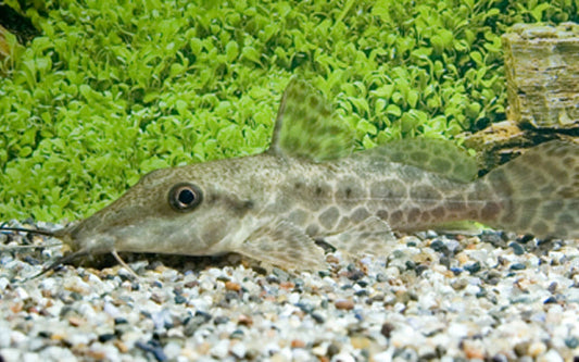 Giraffenwels – Auchenoglanis occidentalis | Wildfang | Friedlicher Bodenbewohner mit auffälliger Zeichnung