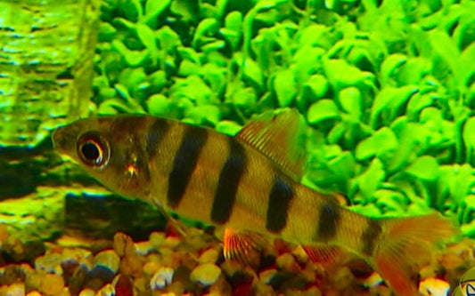 Zebra Distichodus Wildfang – Distichodus sexfasciatus