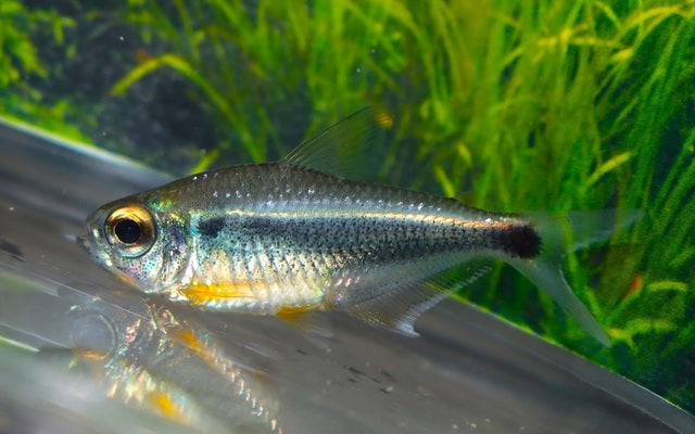 Salmler Heikoi Wildfang – Moenkhausia heikoi