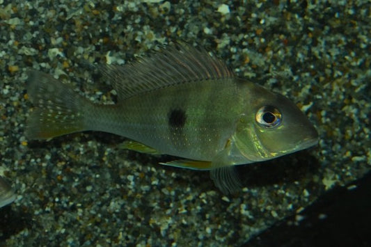 Hochstirn Erdefresser (Geophagus Altifrons)