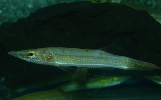 Diamant-Hechtkopf (Luciocephalus aura) WF