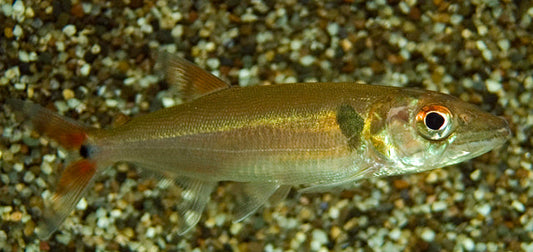 Rotschwanz-Barracuda (Acestrorhynchus falcatus)