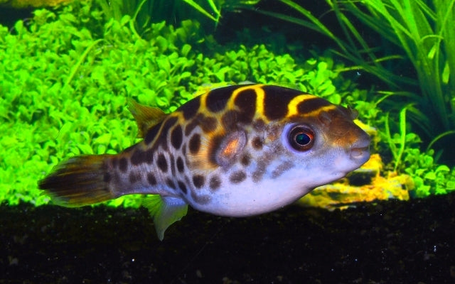 Grüner Flusskugelfisch (Dichotomyctere fluviatilis)