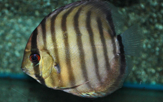 Diskus Peru Rio Nanay Wildfang – Symphysodon aequifasciatus
