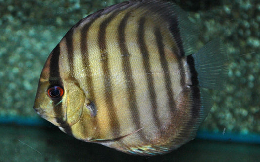 Diskus Peru Rio Nanay Wildfang – Symphysodon aequifasciatus