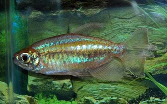 Kongosalmler – Phenacogrammus interruptus M 3–4 cm | Farbenprächtiger Afrikafisch