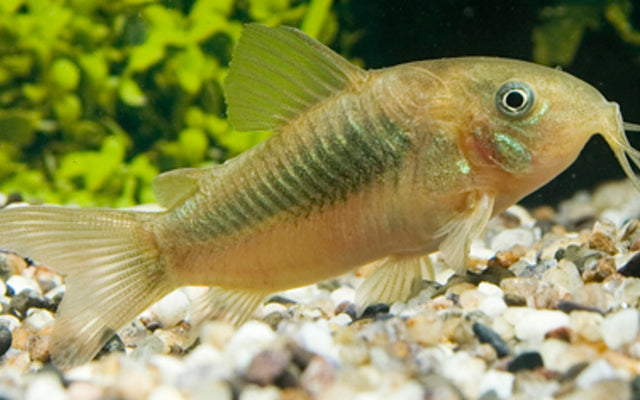 Metallpanzerwels – Corydoras aeneus