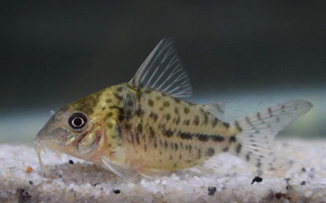 Panzerwels C018 – Corydoras ambiacus