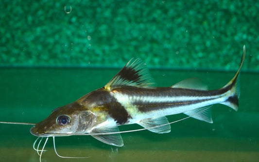 Schmuckantennenwels – Pimelodus ornatus