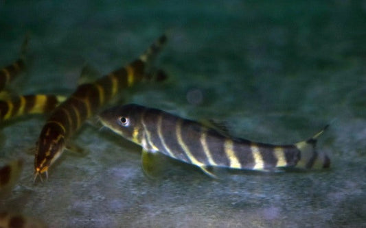 Schmerle pulchra – Sinibotia pulchra | Seltener Wildfang mit goldener Zeichnung & lebhaftem Schwarmverhalten