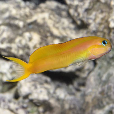 Ecsenius midas – Midas Blenni