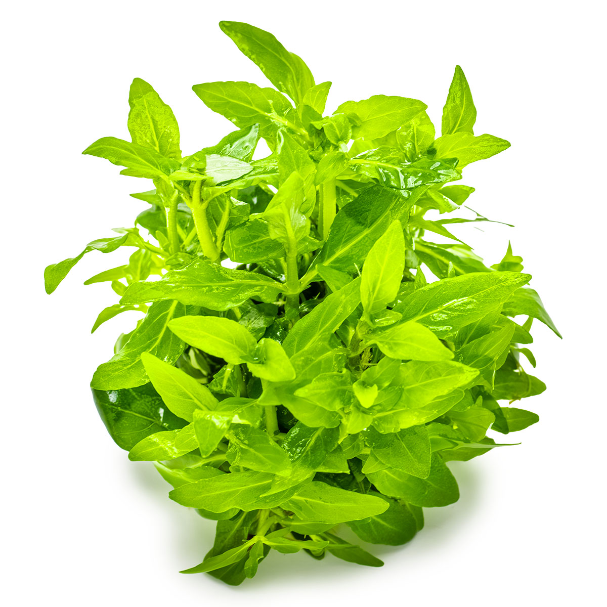 Staurogyne repens