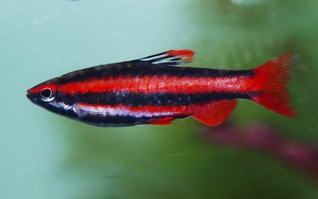 Purpur-Ziersalmler Wildfang – Nannostomus mortenthaleri