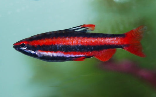 Purpur-Ziersalmler Wildfang – Nannostomus mortenthaleri