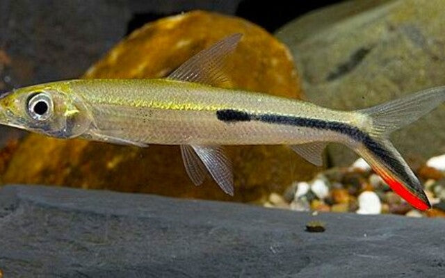 Federsalmler Wildfang – Hemiodus gracilis