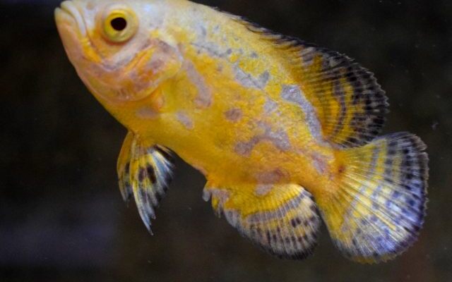 Pfauenaugen-Buntbarsch Lemon – Astronotus ocellatus ‘Lemon’