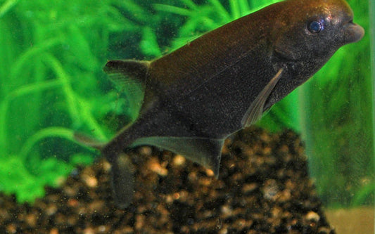 Paugy-Nilhecht (Hippopotamyrus paugyi) (WF)