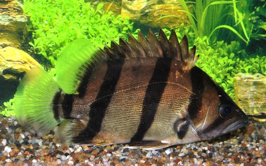 Tigerbarsch (Datnioides microlepis)