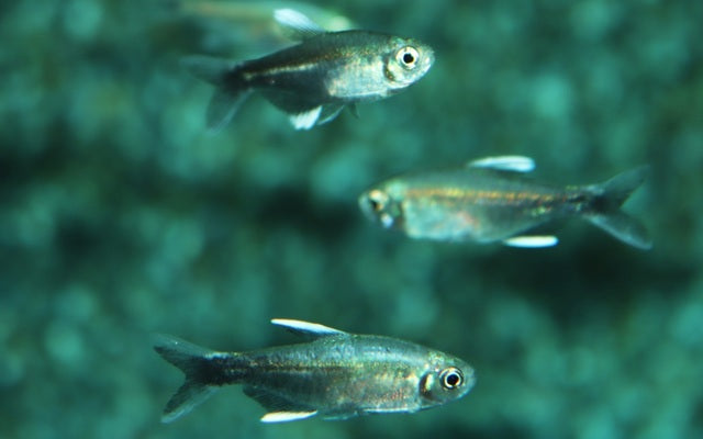 Negodagua Salmler Wildfang – Hyphessobrycon negodagua