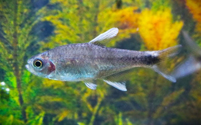 Negodagua Salmler Wildfang – Hyphessobrycon negodagua