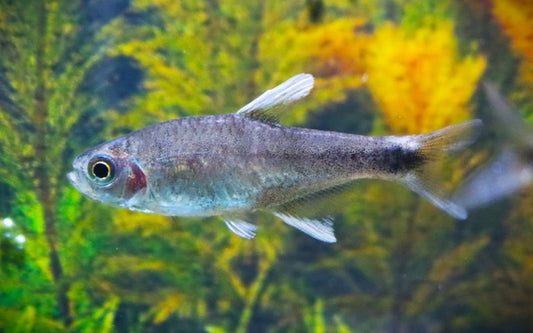 Negodagua Salmler Wildfang – Hyphessobrycon negodagua