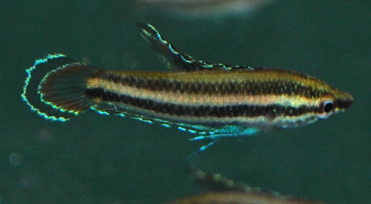 Prachtgurami sumatranus – Parosphromenus sumatranus | Seltener, farbintensiver Labyrinthfisch für Schwarzwasser-Aquarien
