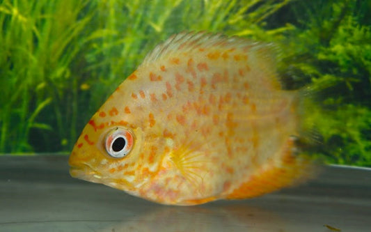 Augenfleckenbuntbarsch – Heros sp. ‘Gold Red Spotted’