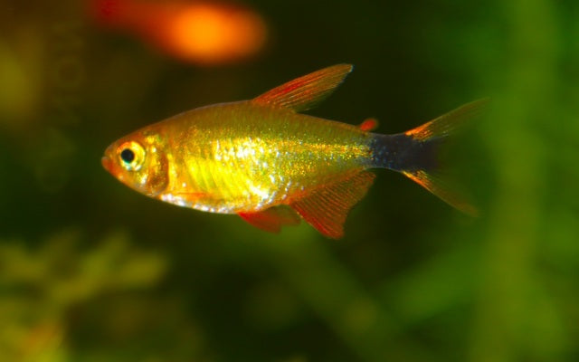 Peugeoti Salmler – Hyphessobrycon peugeoti