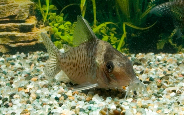 Inirida-Panzerwels – Corydoras delphax