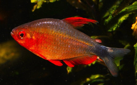 Peugeoti Salmler – Hyphessobrycon peugeoti