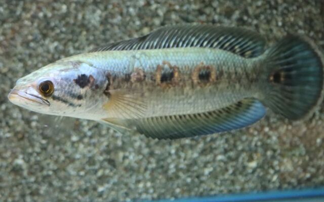 Augenfleck-Schlangenkopffisch (Channa pleurophthalma) S