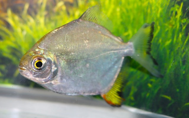 Scheibensalmler Arnoldi Wildfang – Myloplus arnoldi
