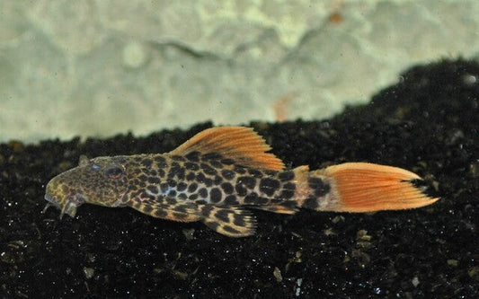 L600 Pseudacanthicus leopardus – Leopard Cactus Pleco | Seltener Wildfang mit Leopardenmuster