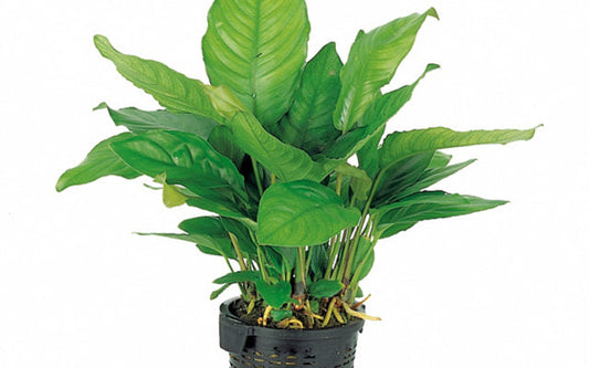 Anubias heterophylla - XL