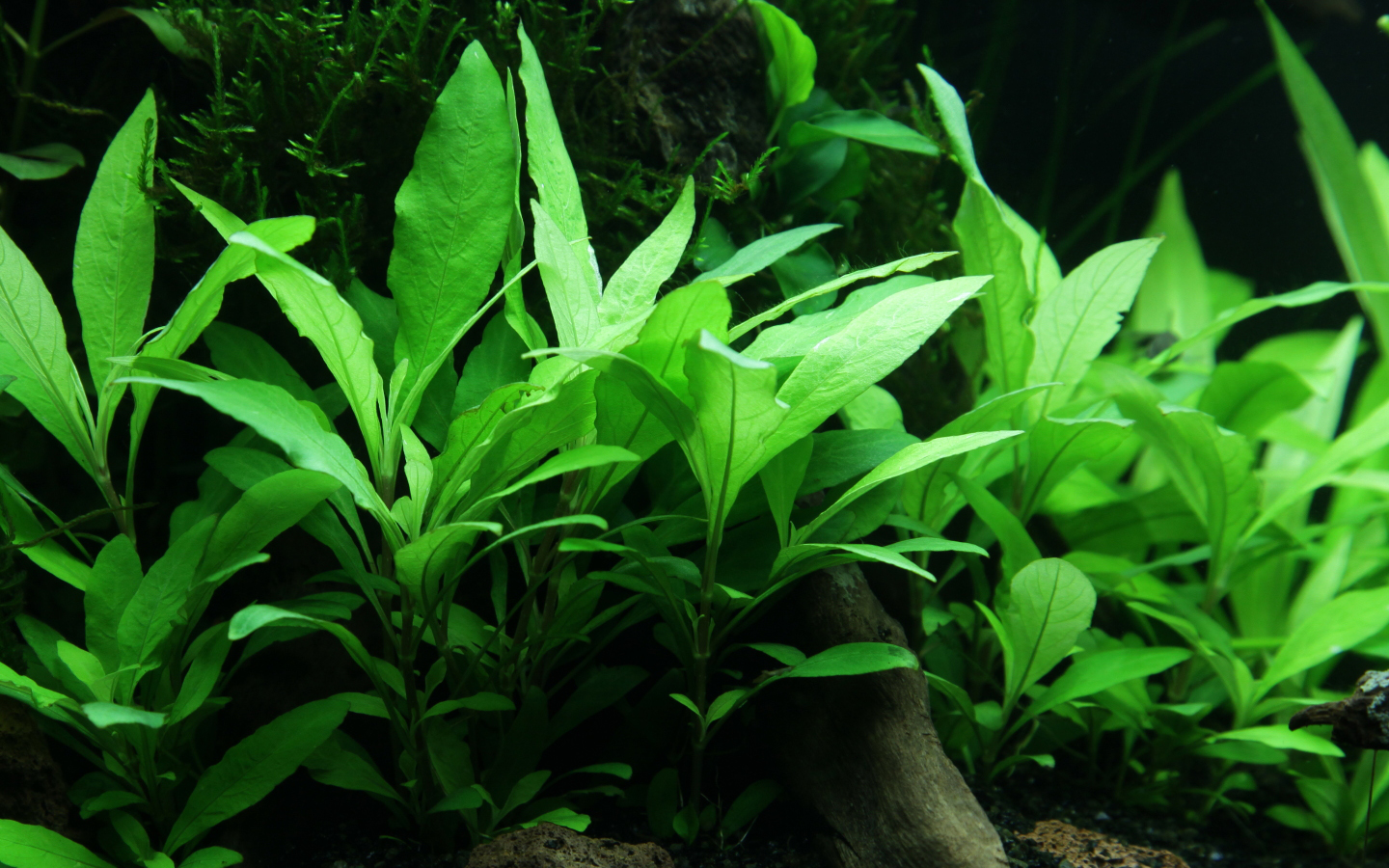 Hygrophila corymbosa 'Siamensis' (XL Topf)