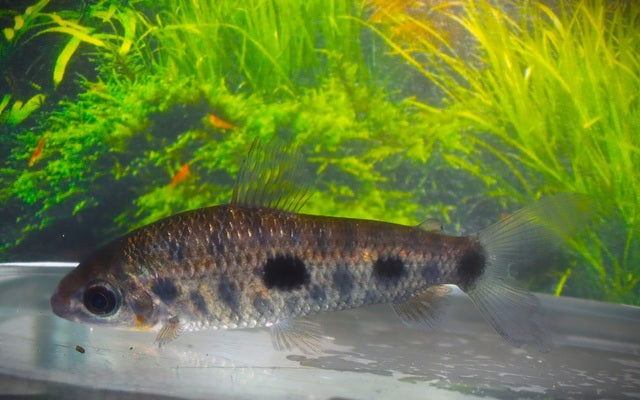 Leporinus steyermarki – Seltener Großsalmler