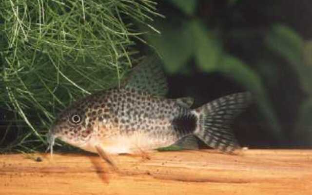 Panzerwels Simile – Corydoras similis
