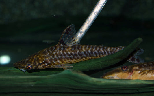 Robocop-Ohrgitterwels – Hypoptopoma sp. „Peru“